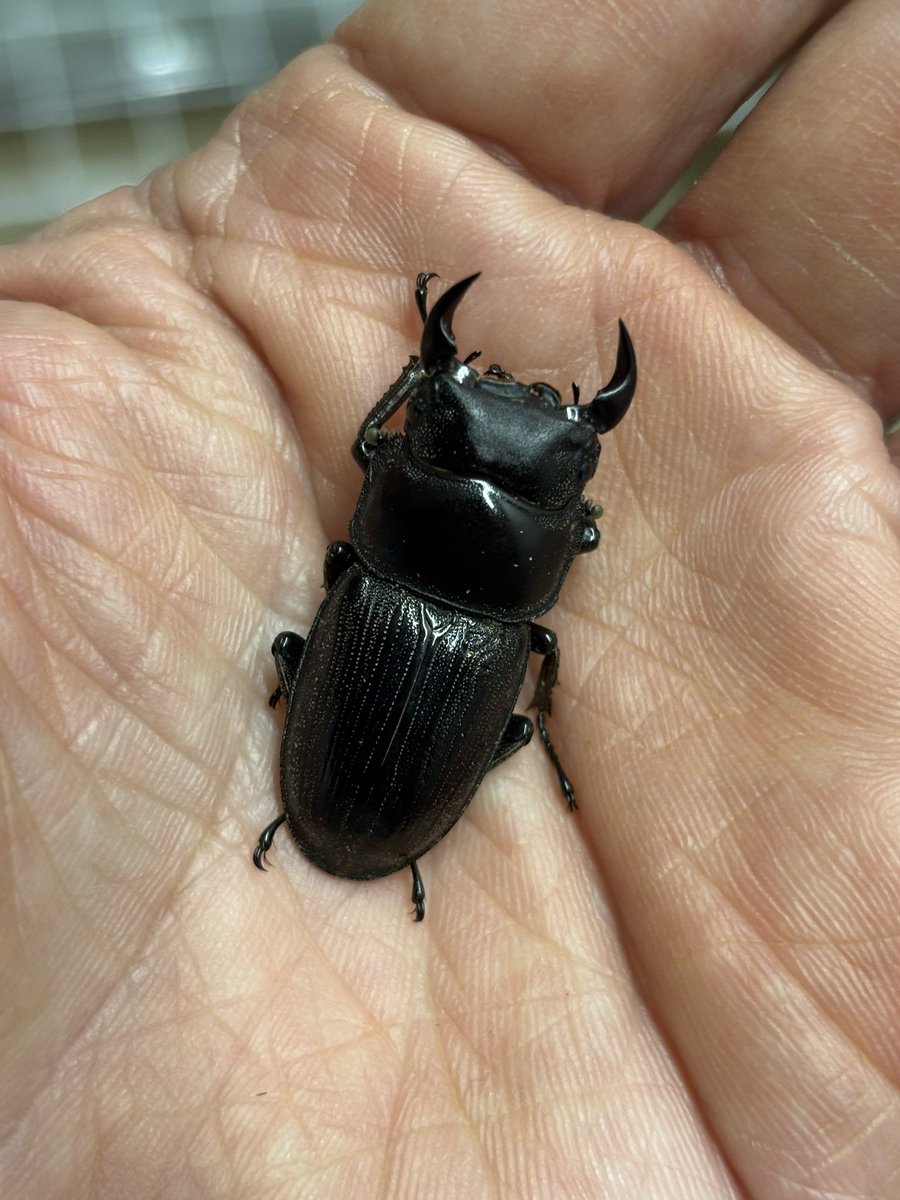 菌糸ボトル2本返し 福島県檜枝岐村産 国産オオクワガタ♂35.8㍉