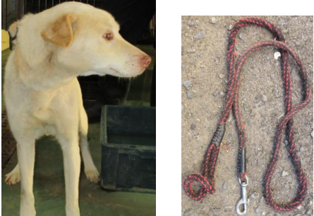 まだ迎えを待ってます😔飼い主さん、探されてますか？
pref.ibaraki.jp/hokenfukushi/d…
#茨城県  潮来市  潮来市島須  4/8収容   鹿嶋市
#クリーム色の垂れ耳犬 ♂️ 首輪なし  赤黒リード😟
#迷子犬 #迷い犬  神栖市  行方市  千葉県  香取市
素敵なご縁も💗祈ってます🙏 【26-0026】