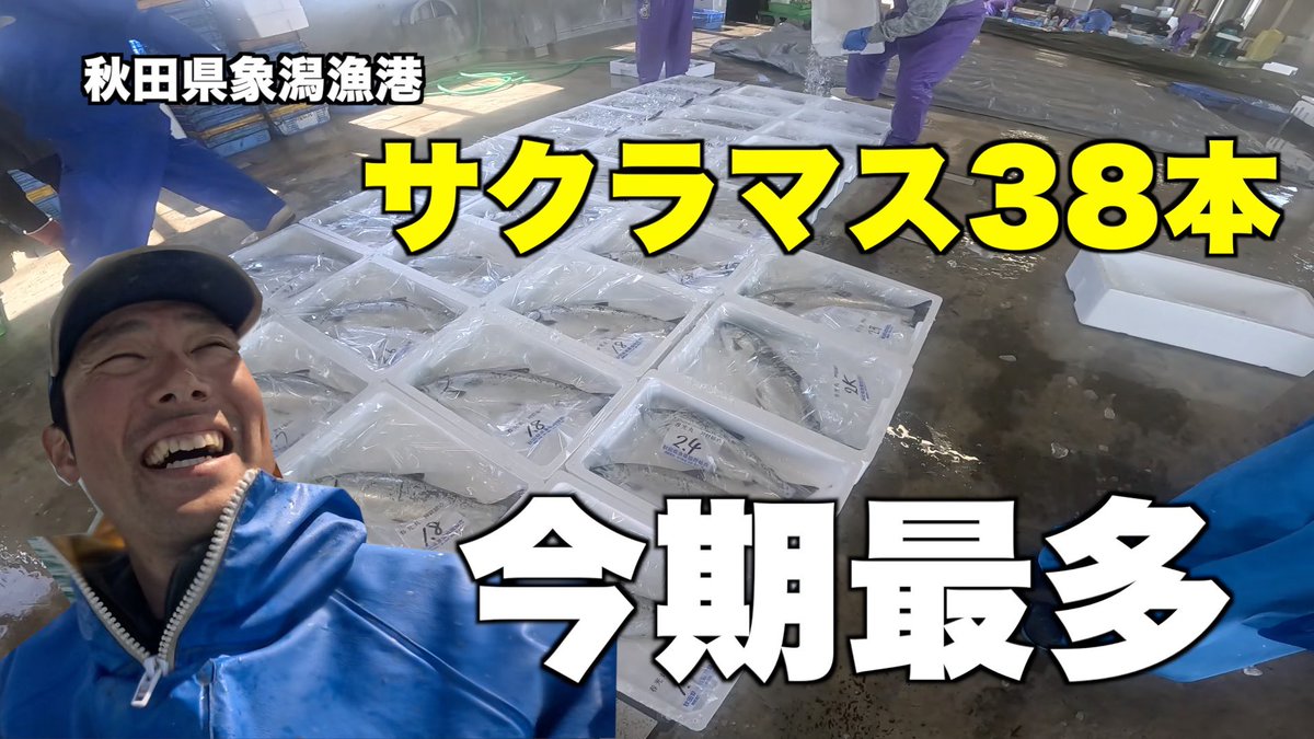 umibedessk's tweet photo. 今日19時公開。

霧で視界200mの日に定置網を上げたら、サクラマス38本。今季最多だった。

▼動画
https://t.co/sosOYvkXzL https://t.co/puRymaUvgf