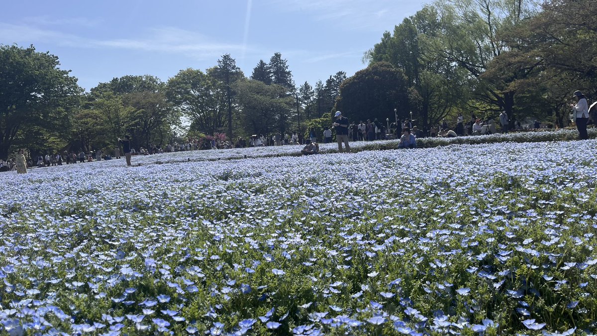 Hisui_zk_'s tweet photo. ピクニック日和でした☀ https://t.co/yS00qfWOuM
