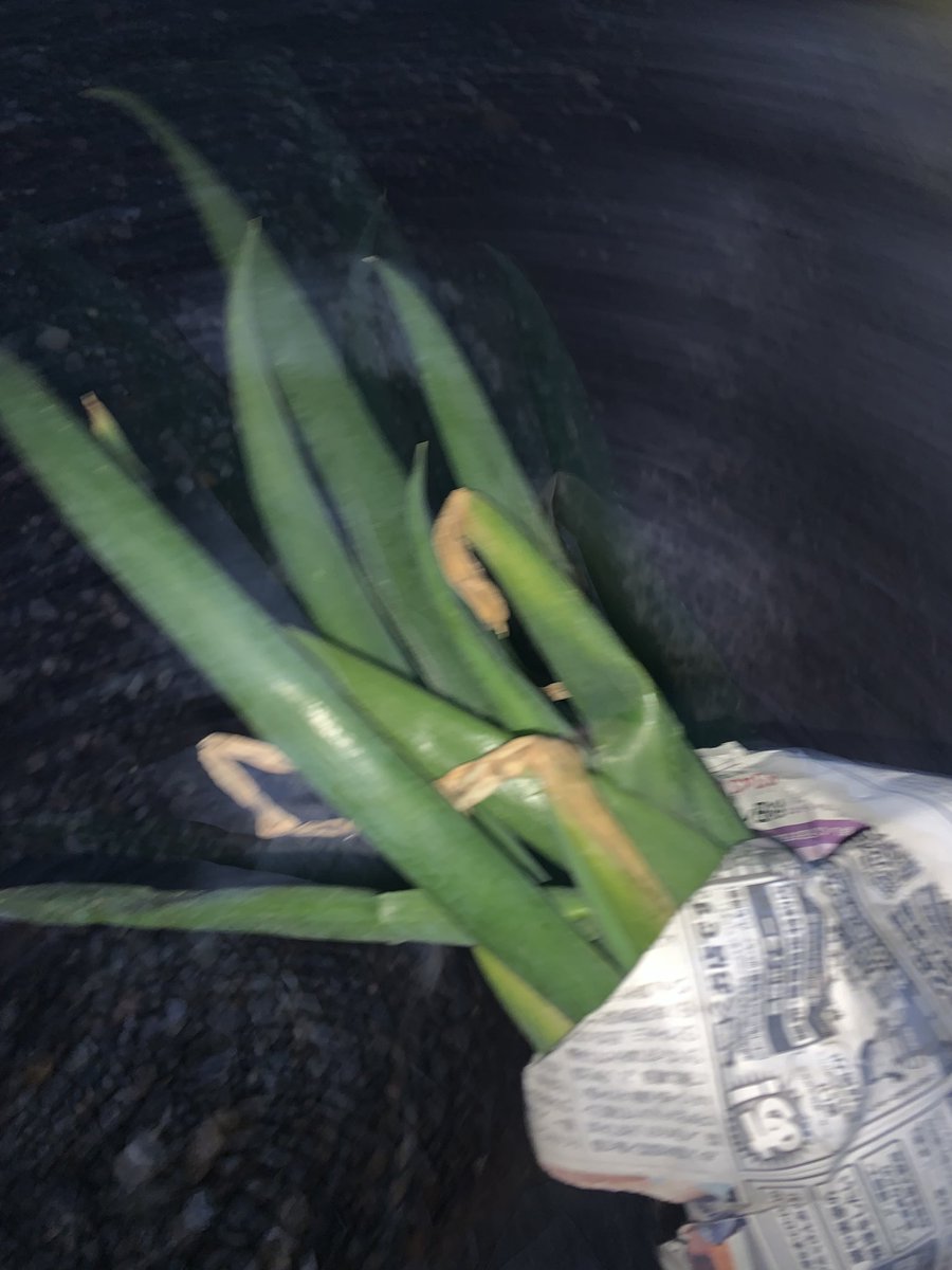 ｾﾛﾘ❗️ tweet media