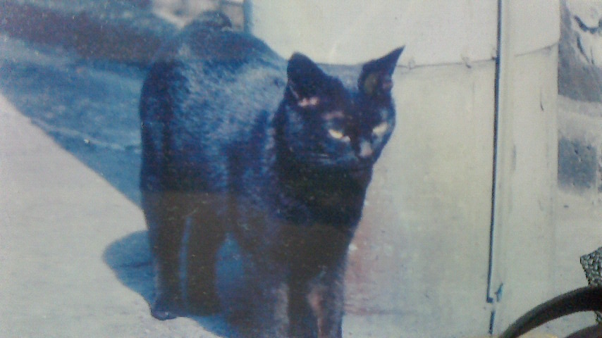 たいが tweet media