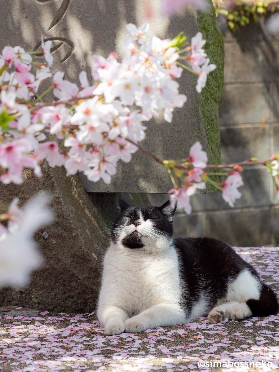 まったりお花見🌸✨ Spring is lovely💓 #春 #桜 #猫 #cat #島猫