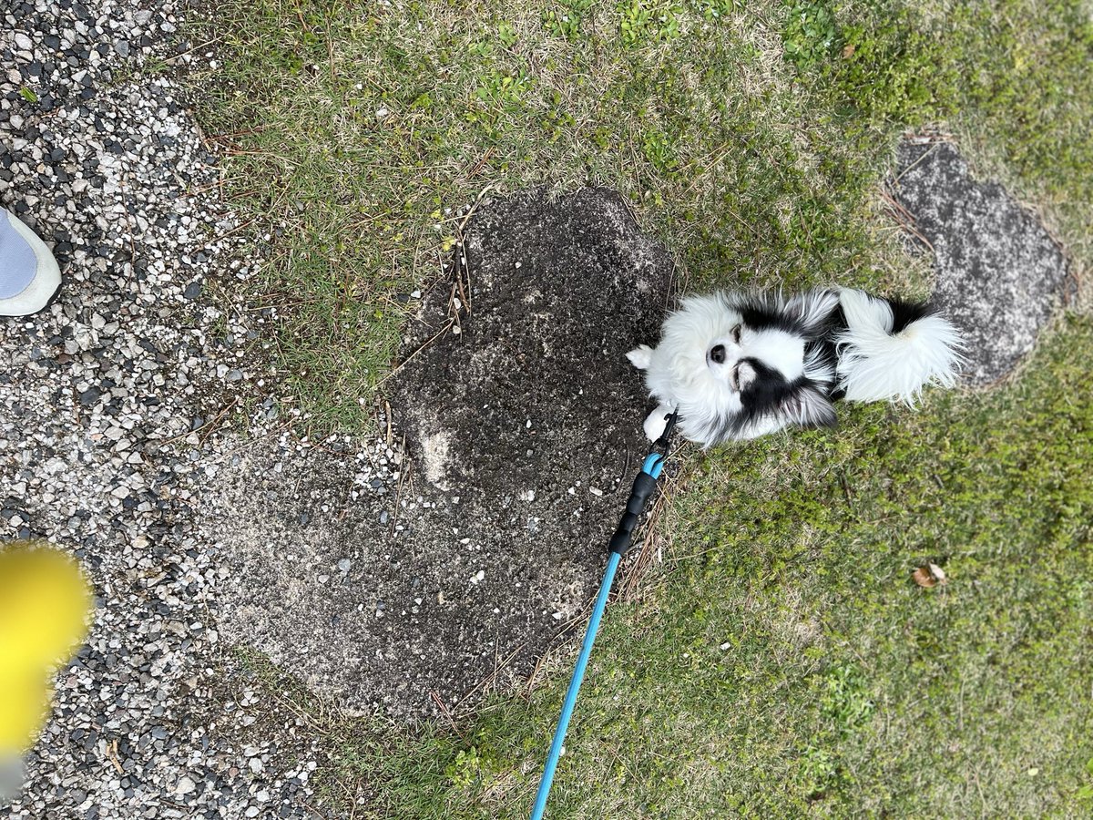 いたる tweet media