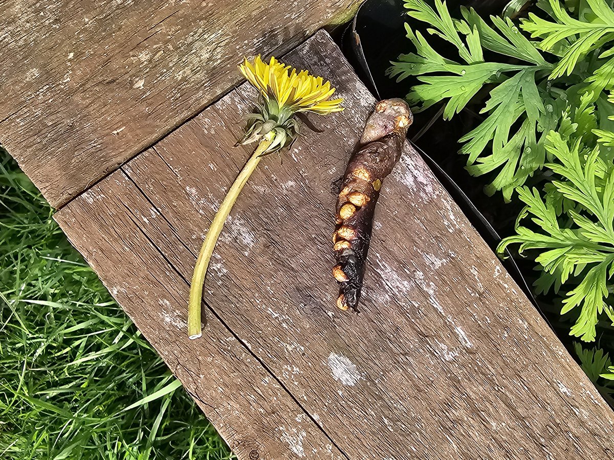 Vegan Ⓥ 🏴󠁧󠁢󠁷󠁬󠁳󠁿🌱🐂🐟🐷🐒🐶🐺🐣🦊🐇🐄🌍 tweet media