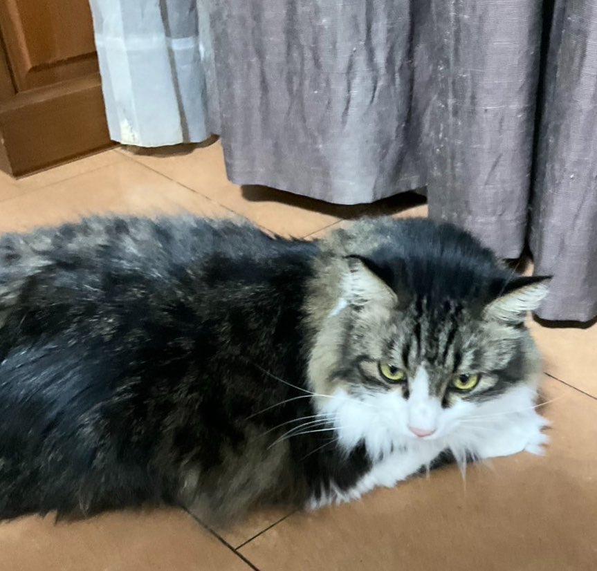 里見のり子🐱ねこうらら tweet media