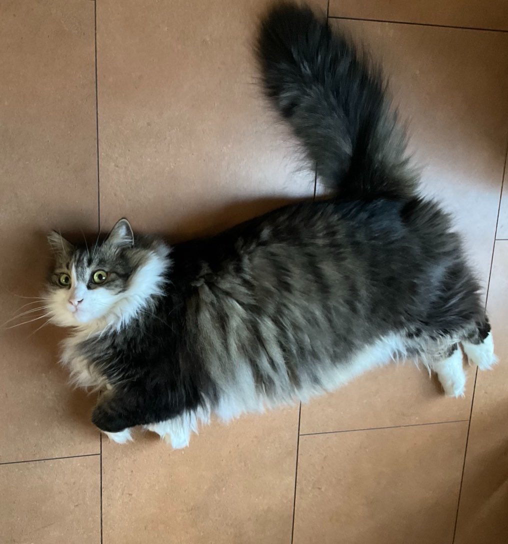 里見のり子🐱ねこうらら tweet media