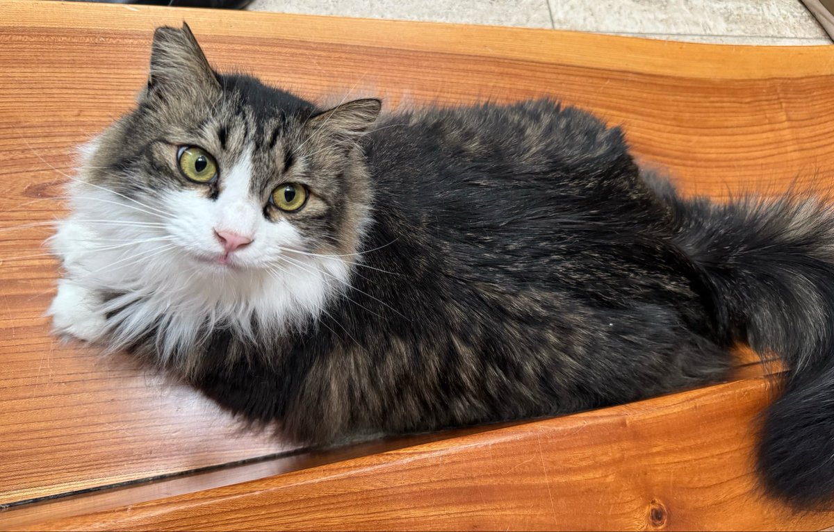 里見のり子🐱ねこうらら tweet media
