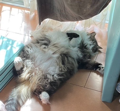 里見のり子🐱ねこうらら tweet media