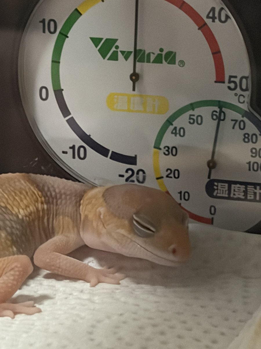 えな🦎 tweet media