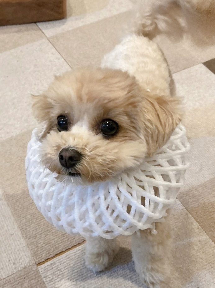 マルプーのルルちゃん🧡 tweet media