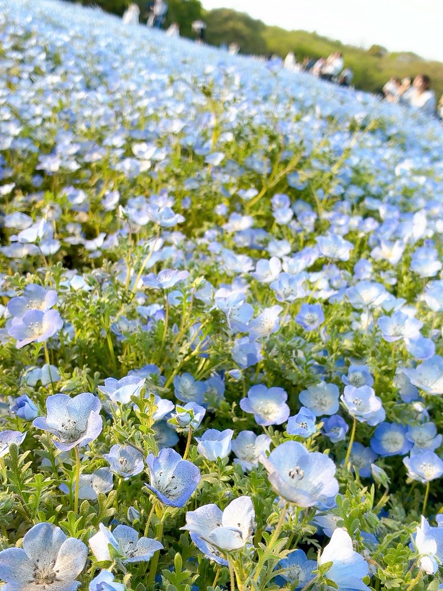 ラムネ tweet media