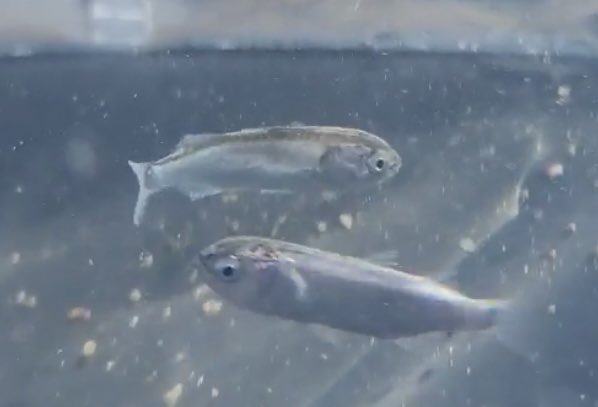 hrch_213's tweet photo. 魚に詳しい人教えてください🙇‍♀️
息子と横須賀の岩礁で魚を観察してたんですがこれらはなんの魚でしょうか…？
ChatGPTではわかりませんでした😭 https://t.co/tZQZxrX4PU