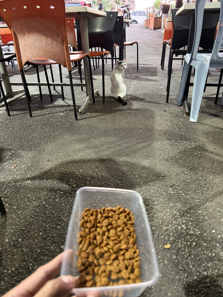 Kau tengoklah si belah tengah yang berlagak ni. Last time aku datang sini dia buat muka kesian siap pegang-pegang mintak makanan. 

Ni aku datang balik bersedia dengan kibbles tapi dia buat tak peduli takkan nak bagi ayam goreng je 😤