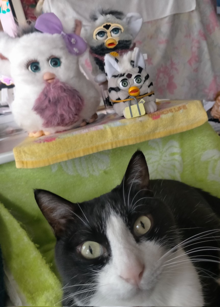 Bon★🌛行くぞぴあアリーナMM✌★ tweet media