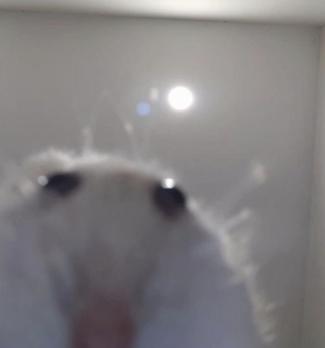 αѕнℓєу . ꕤ tweet media