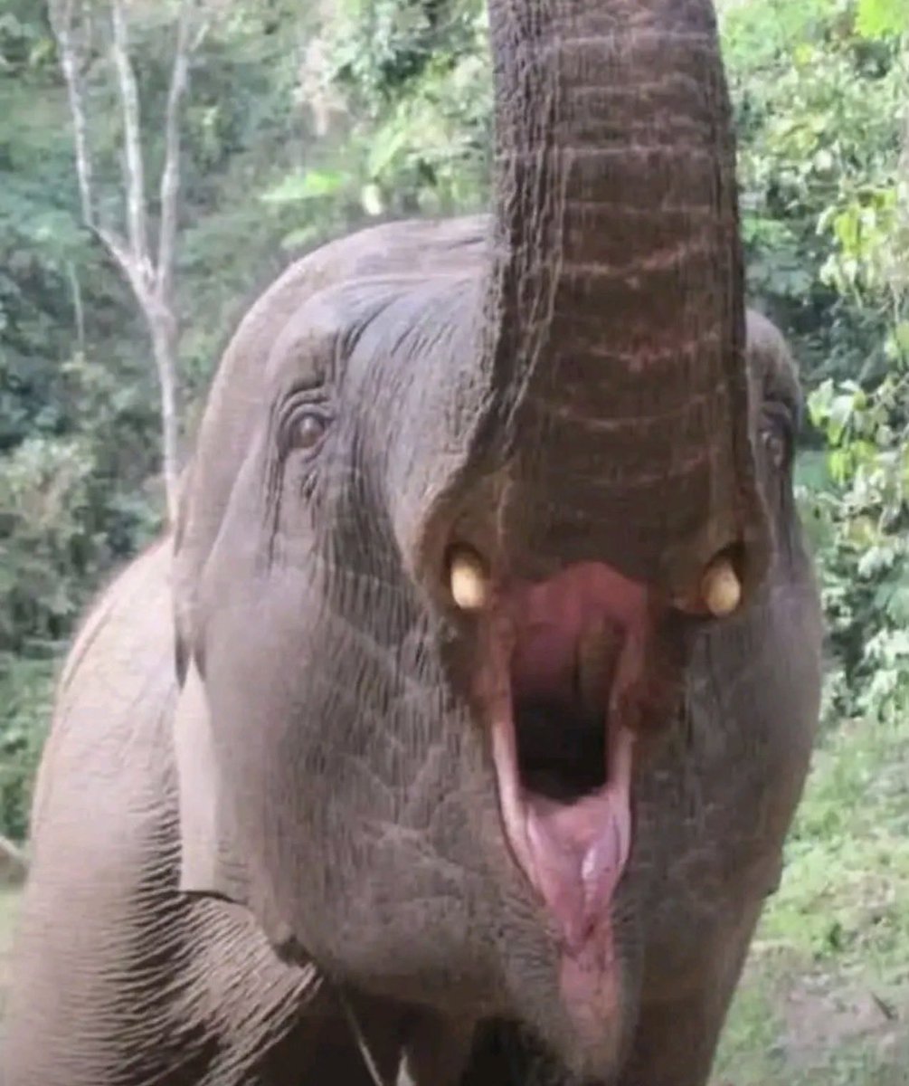 Wangapi wanasema yes?