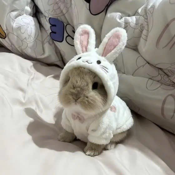 Why you should have a rabbit tweet media