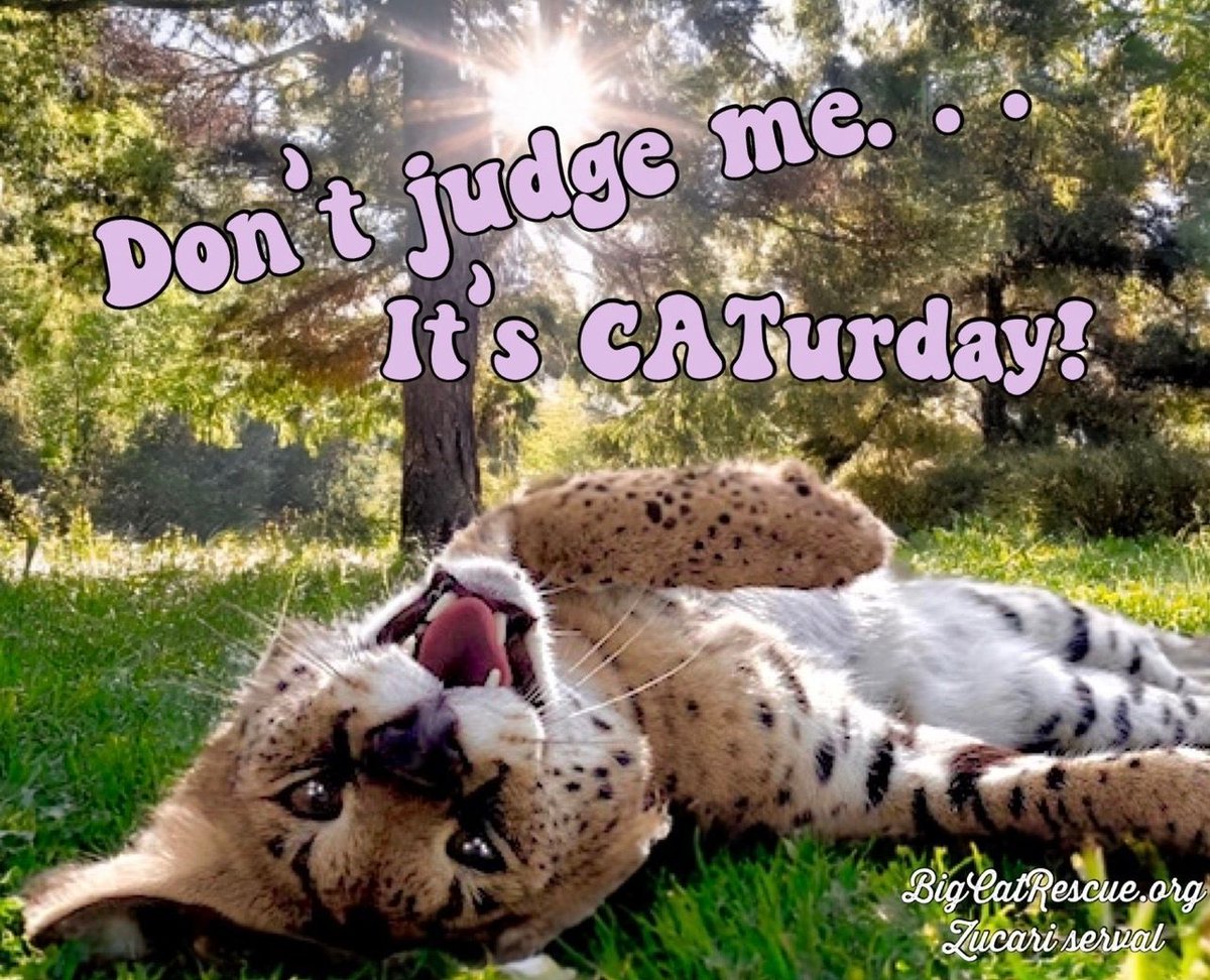 BigCatRescue's tweet image. “Don’t judge me…it’s CATurday!”

#ZucariServal #BigCatRescue #Serval #Saturday #Caturday #Relax #Rest #Weekend #Happy