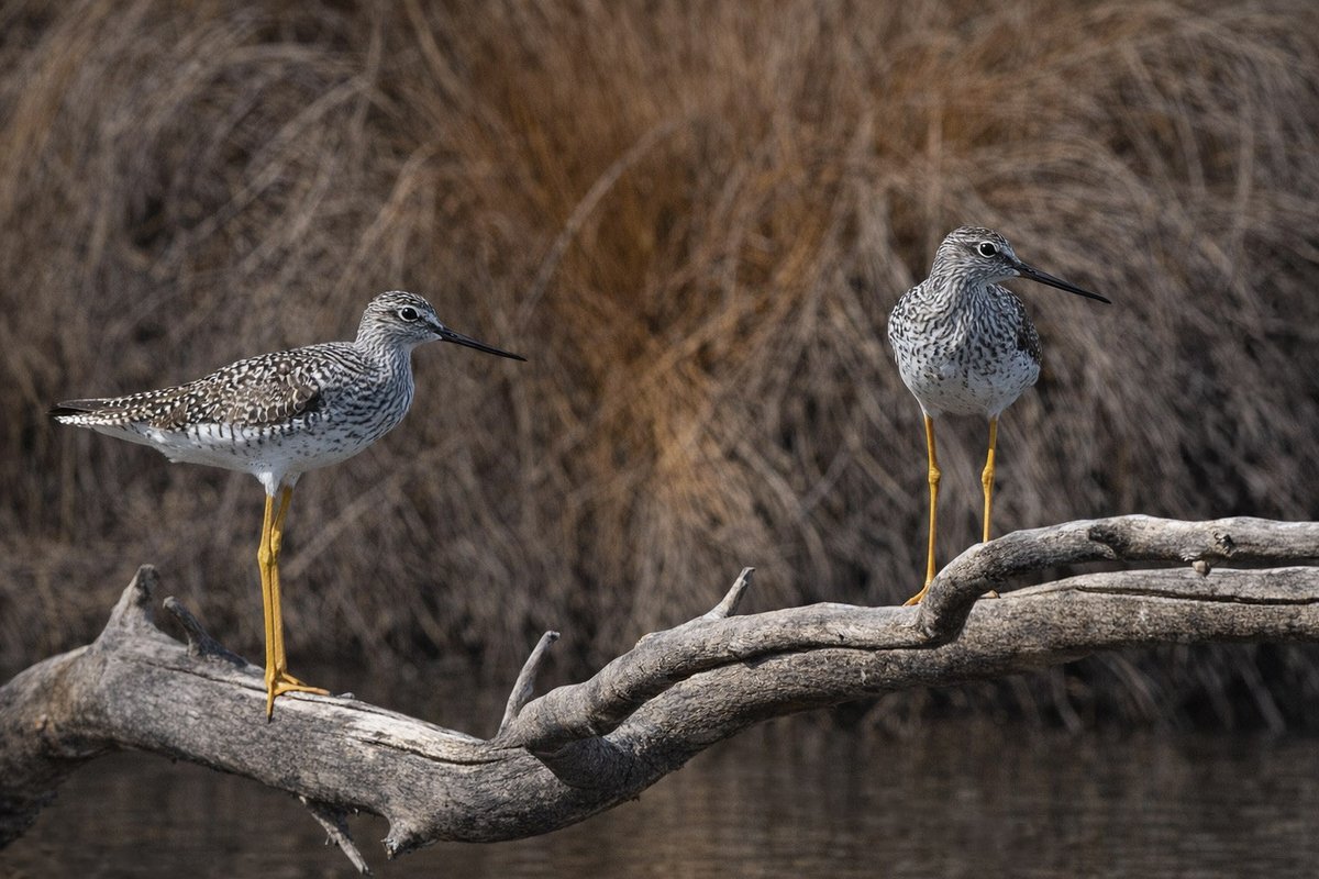 Henry Hintermeister tweet media