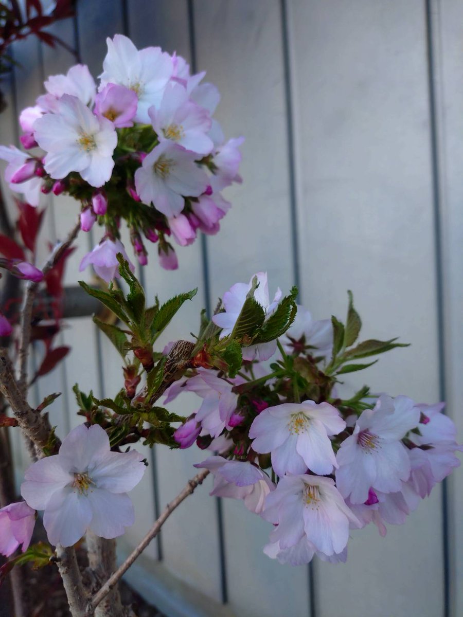 โดม ✨ tweet media