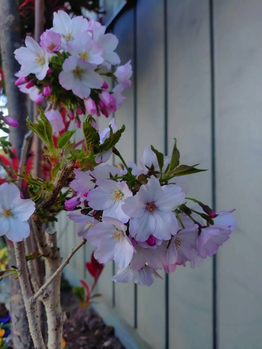 โดม ✨ tweet media