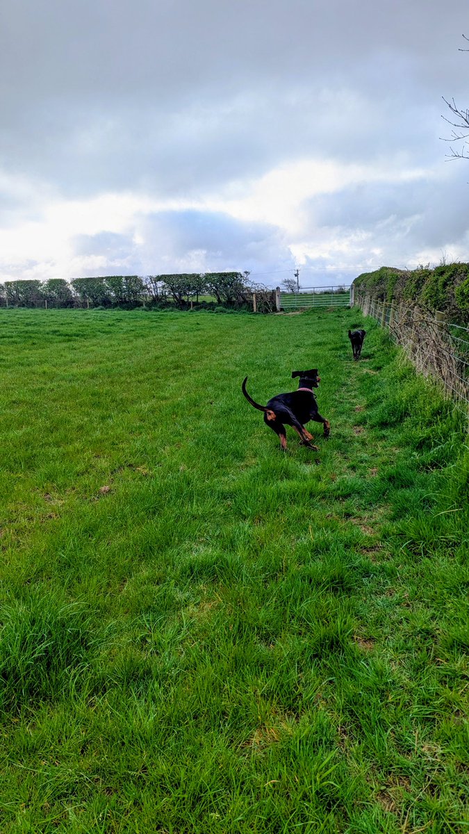 NotBadForHerAge's tweet image. Happy dogs (also a bit muddy😆)😊😊🐾🐾 #goodmorning #damson #fred