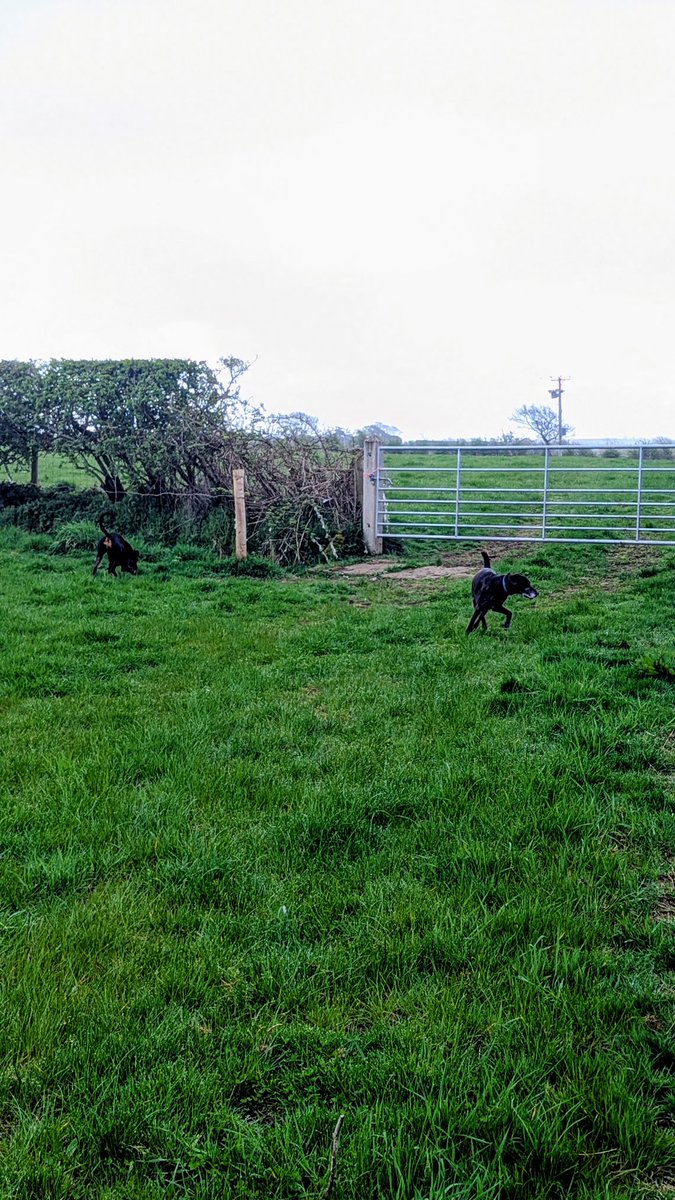 NotBadForHerAge's tweet image. Happy dogs (also a bit muddy😆)😊😊🐾🐾 #goodmorning #damson #fred
