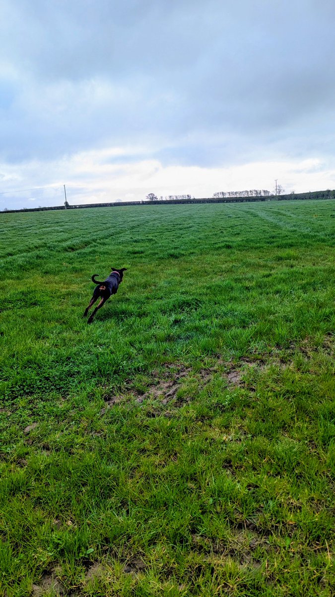 NotBadForHerAge's tweet image. Happy dogs (also a bit muddy😆)😊😊🐾🐾 #goodmorning #damson #fred