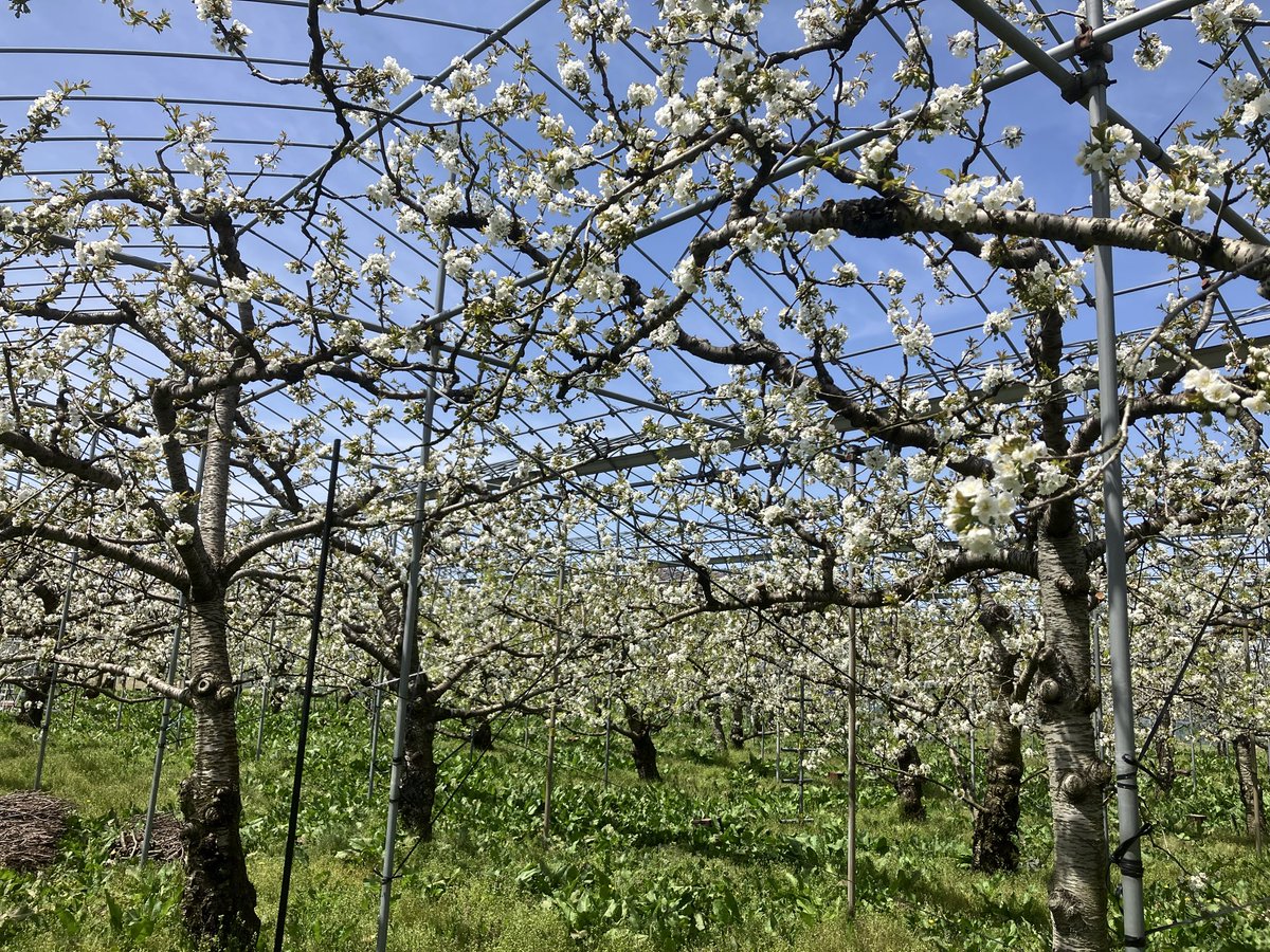 88_sei's tweet photo. 今年もさくらんぼ頑張ってます！
只今、花が満開です！
ミツバチも頑張ってくれてます！ https://t.co/vED187c73d