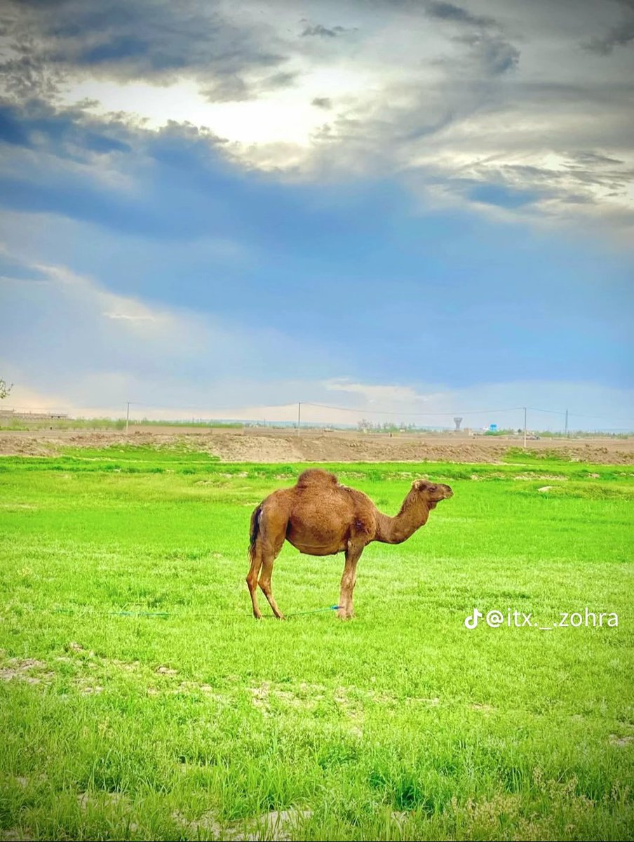 یاســر زرنجــوي tweet media