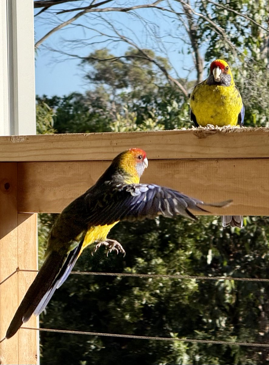 Sonya Stanford - Voice, Treaty, Truth tweet media