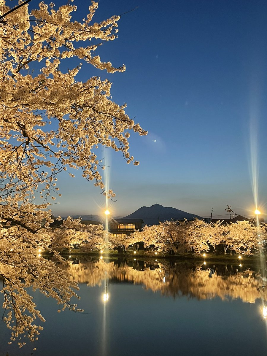 ジョナゴールド / JONAGOLD tweet media