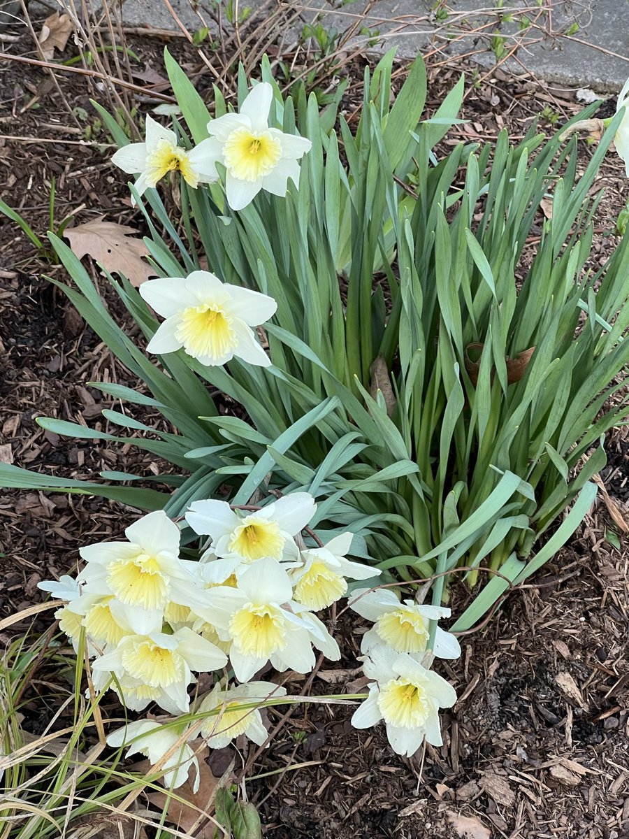 Cliff Burgess tweet media