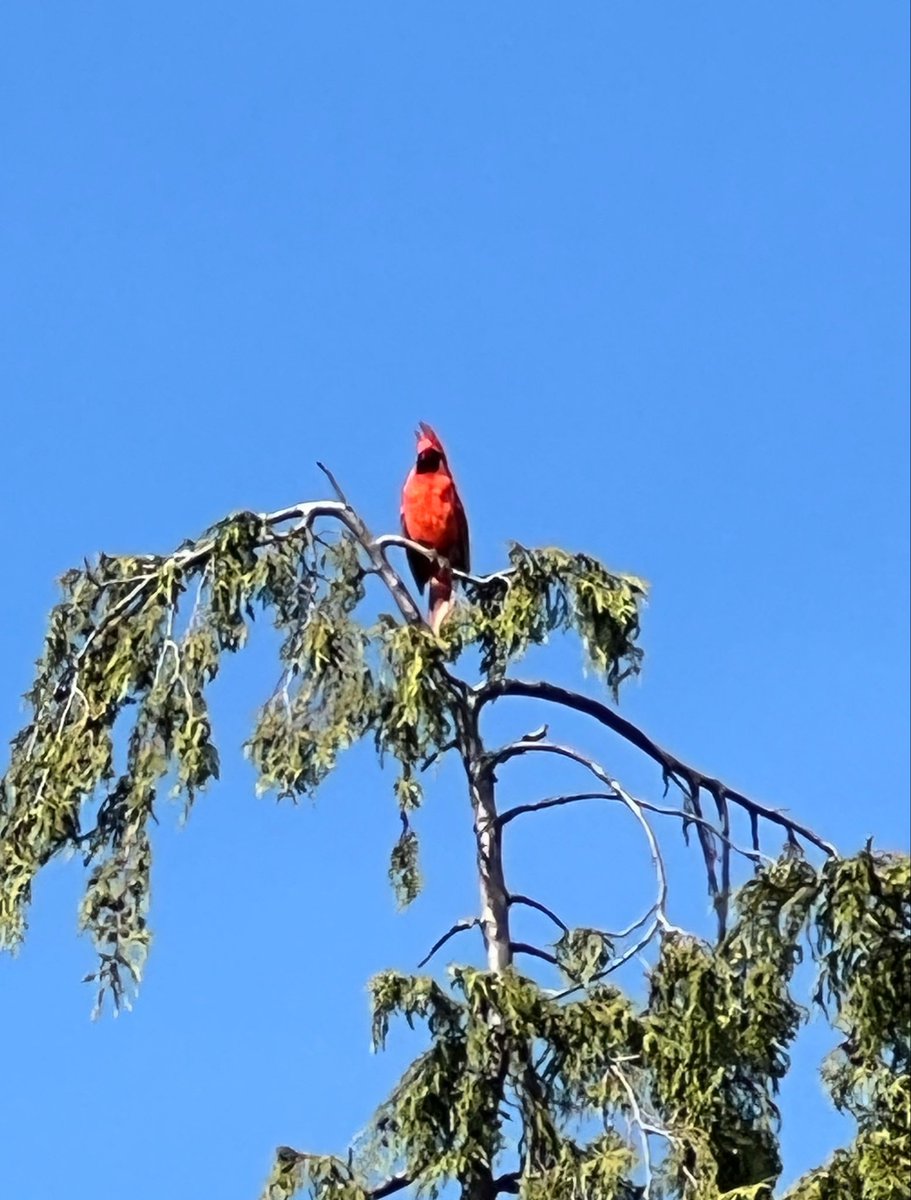 Cliff Burgess tweet media