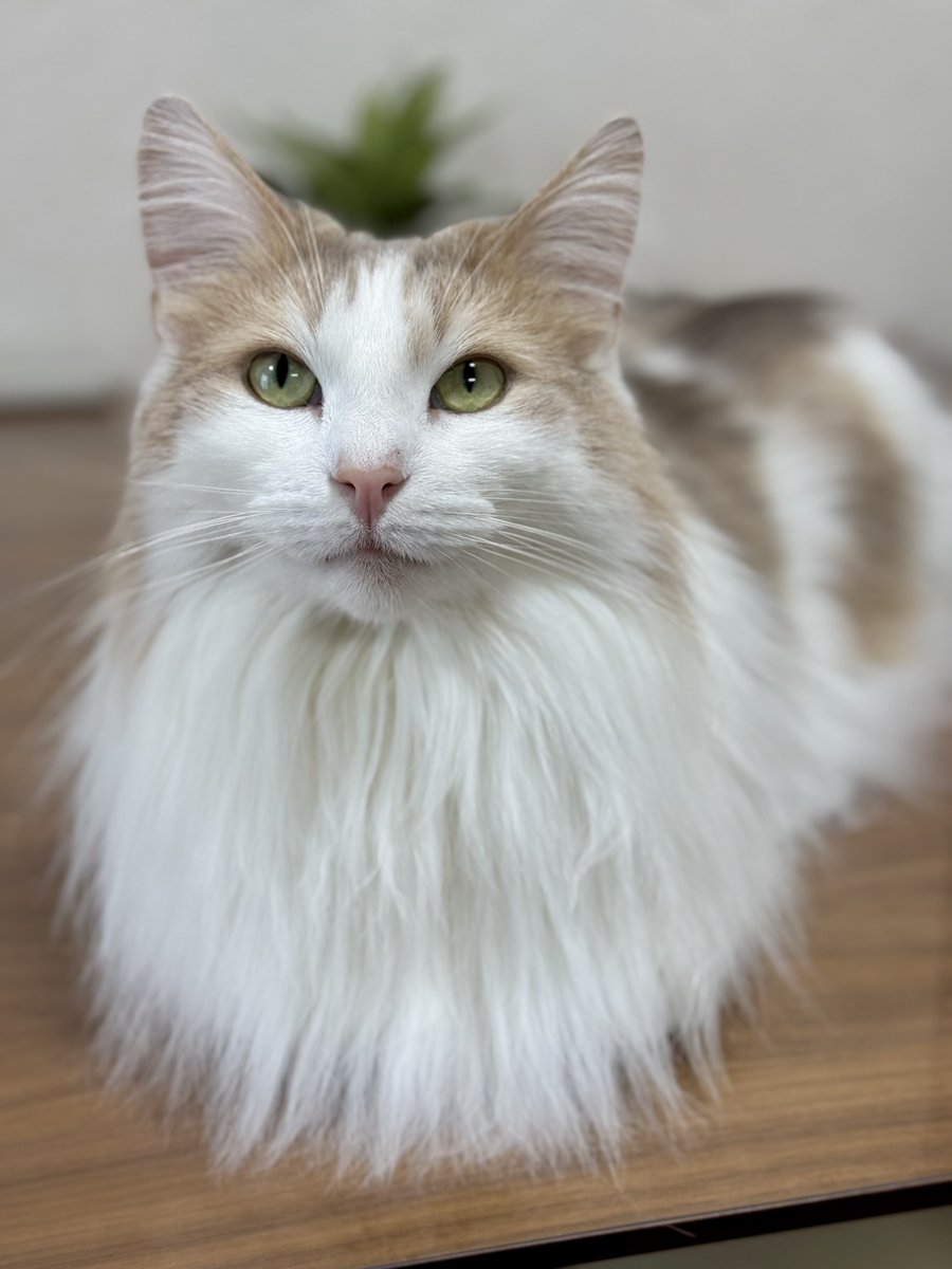 エドリー tweet media