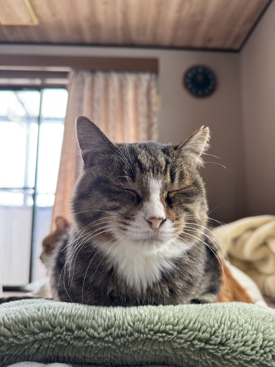 変な話なのですが。

今日家事を一通り終えて昼寝していたら、いつの間にかカフェの2階のようなところにいました。
マナくんやりっちゃんがそばにいて、それ以外にも知らない猫ちゃんたちが数匹いました。めいくんは隠れていたのか見当たらずでしたが。