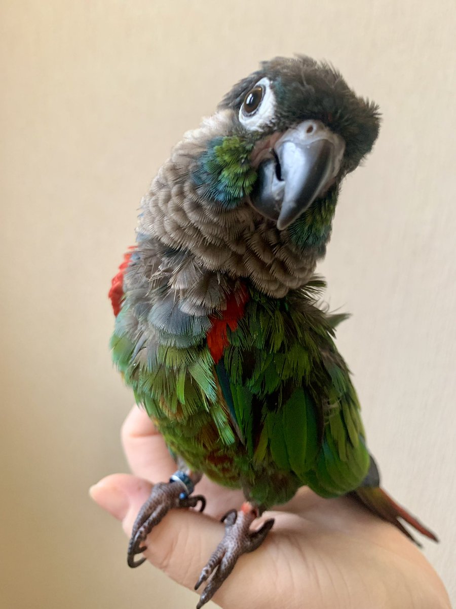 あなたという被写体がいないから、高性能なカメラも宝の持ち腐れだよカワイイチャン…
（大切な思い出は無事にデータ移行されたのでひと安心）