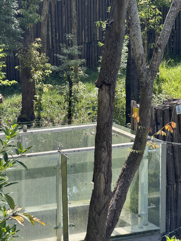 📸 260418 良浜

最后一张是良浜在吃笋，然而阳光太强完全看不见熊😂