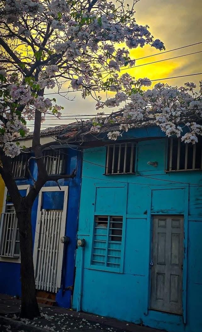 Turisteando_Ver's tweet photo. Casa de madera y árbol de roble rosado en el tradicional barrio de La Huaca. https://t.co/stUzZoomhu