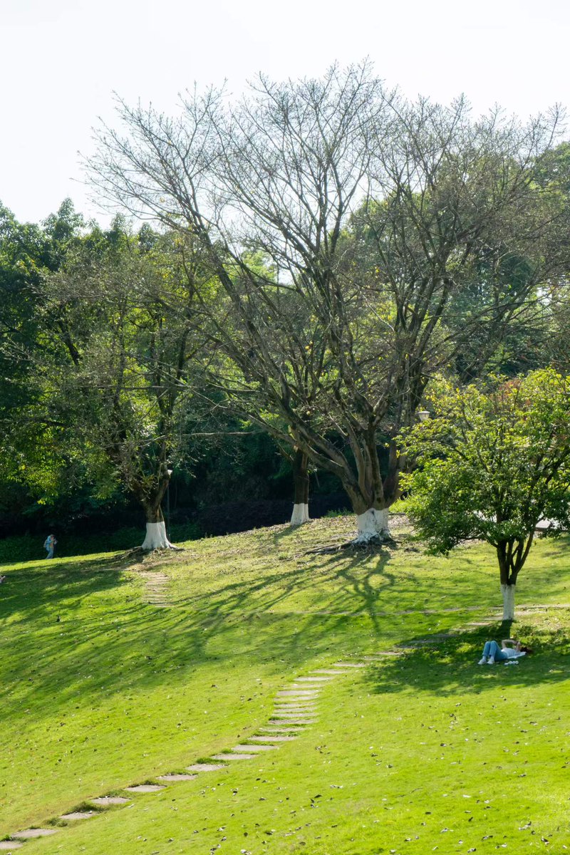 renhongji1990's tweet image. 今天的阳光～
​情人坡上的黄葛树叶子已掉光～
#CQU