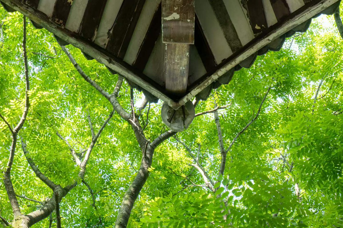 renhongji1990's tweet image. 今天的阳光～
​情人坡上的黄葛树叶子已掉光～
#CQU