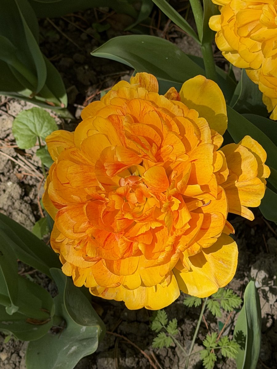 gerhardpc7's tweet photo. Tulips in Morges.. https://t.co/cCih8f93YS