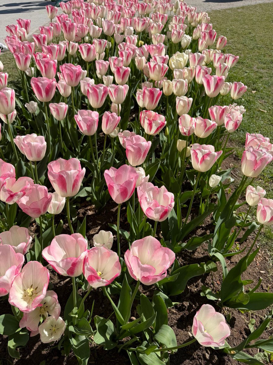 gerhardpc7's tweet photo. Tulips in Morges.. https://t.co/cCih8f93YS