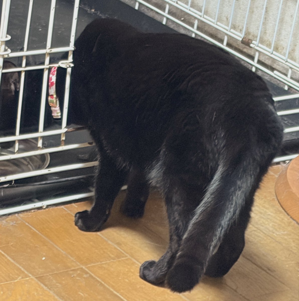 野良茶 tweet media