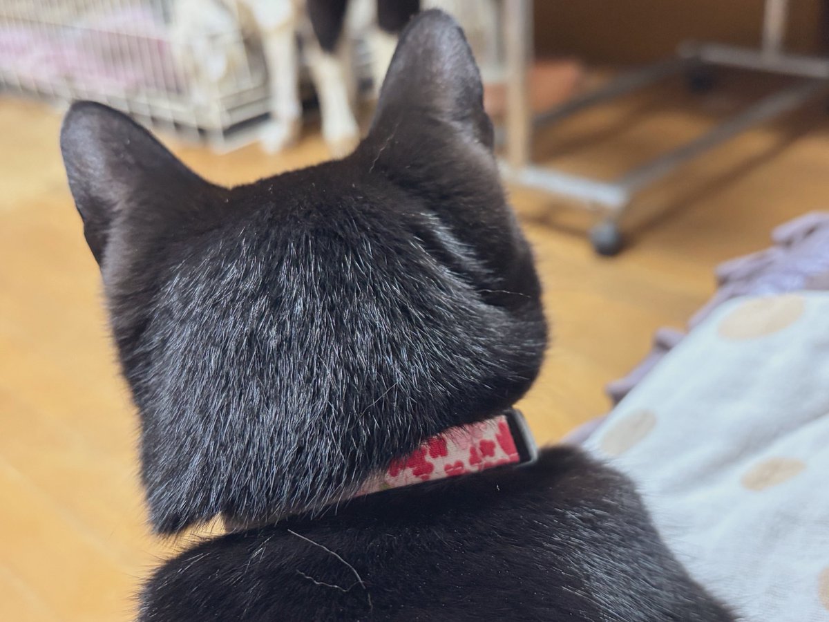 野良茶 tweet media