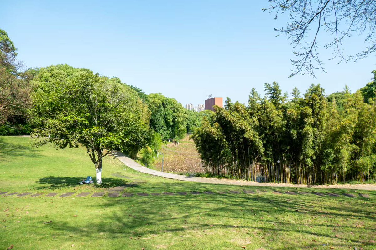 renhongji1990's tweet image. 今天的阳光～
​情人坡上的黄葛树叶子已掉光～
#CQU