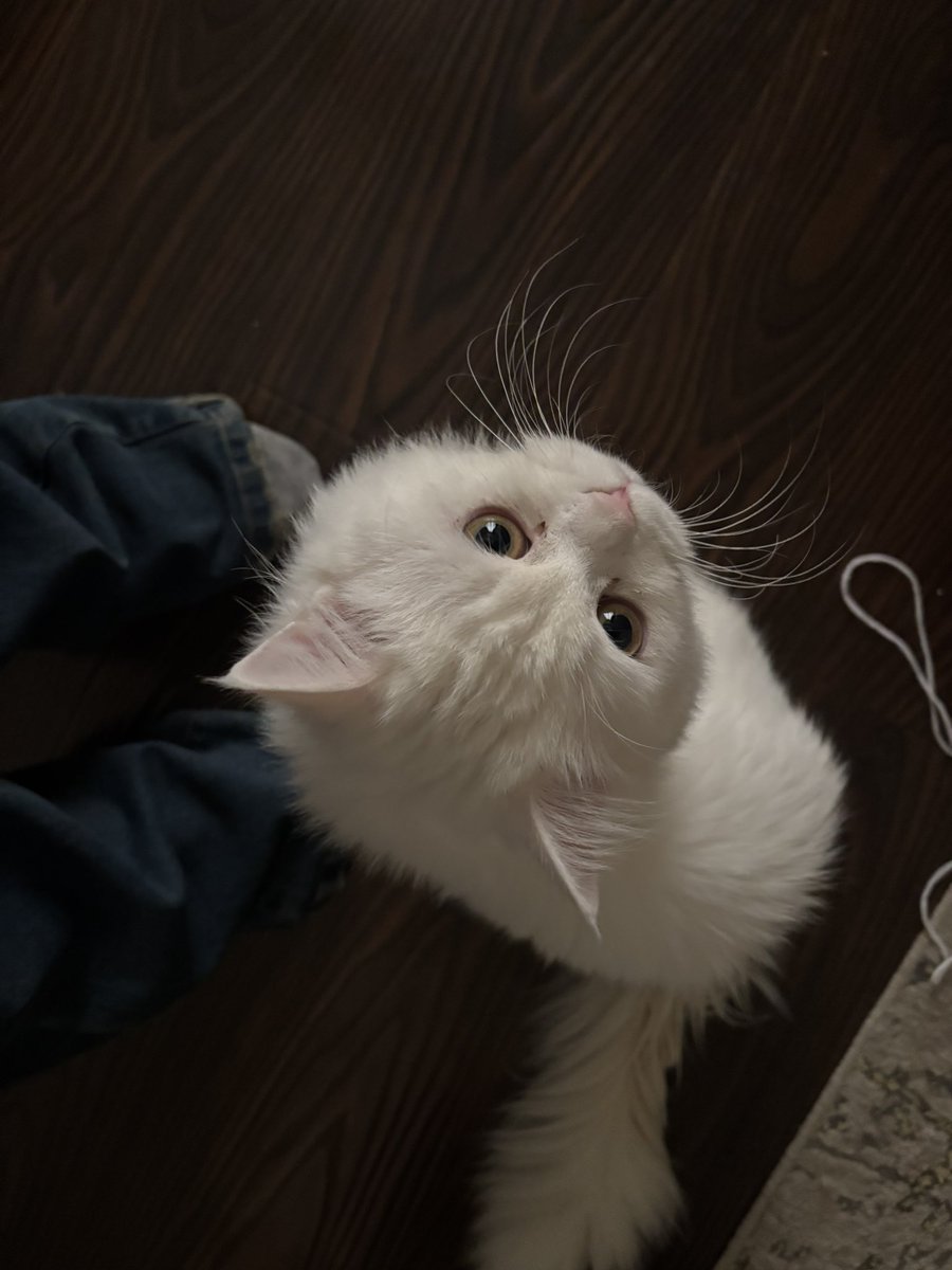 sahar🦉 tweet media