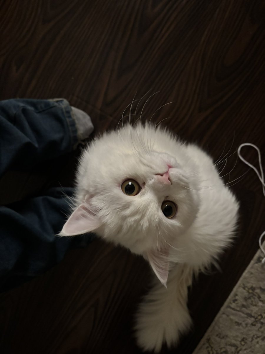 sahar🦉 tweet media