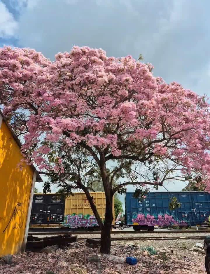 Turisteando_Ver's tweet photo. Veracruz en primavera… https://t.co/5ca09PzGKy